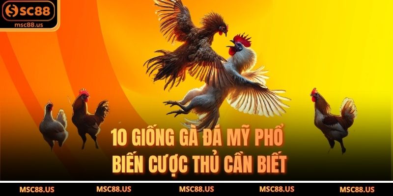 10 giống gà đá Mỹ phổ biến cược thủ cần biết
