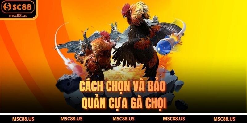 Cách chọn và bảo quản cựa gà chọi